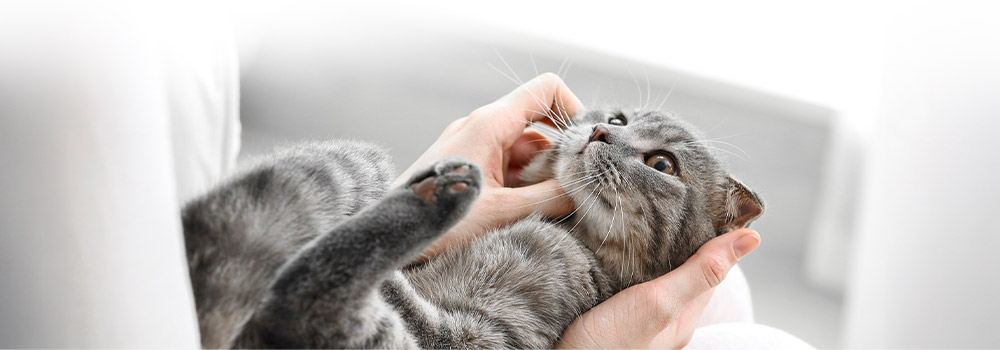 大切な家族である愛猫